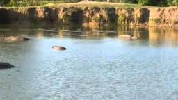 Hippo pool